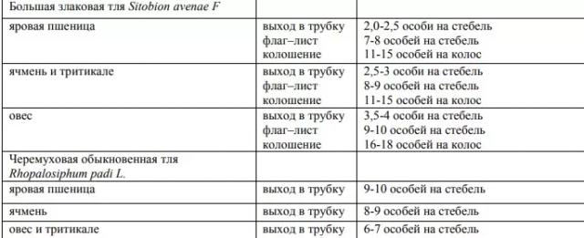 Обыкновенная злаковая тля