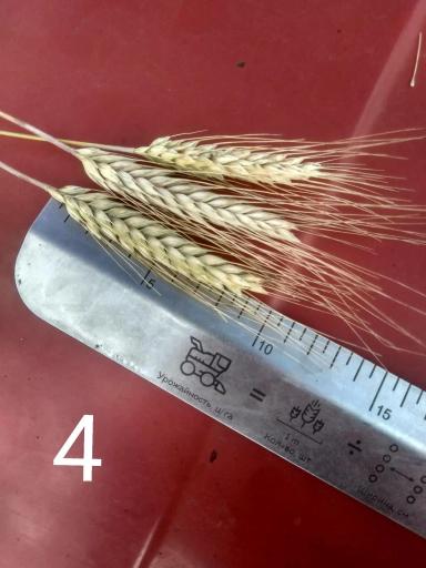 Линейка для агронома