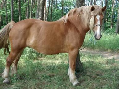 Литовская тяжелоупряжная порода (литовский тяжеловоз)