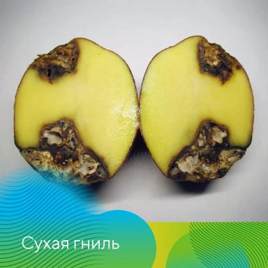 Анализ клубней перед посадкой