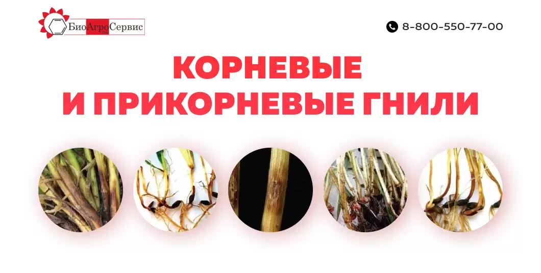 Корневые и прикорневые гнили 🌾