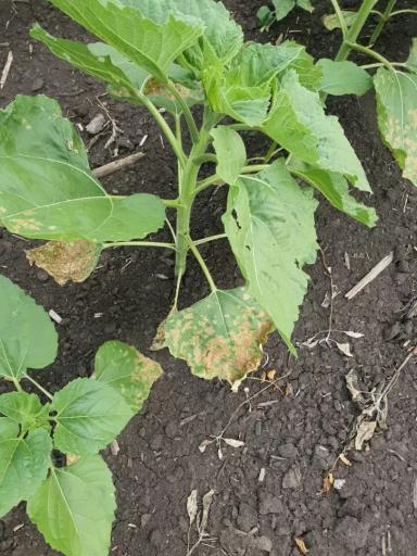 Вопросы из чатов: что за болезнь?