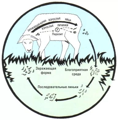 Дюдэ – Овцеводство. Гл. 18. Здоровье стада. Часть 2