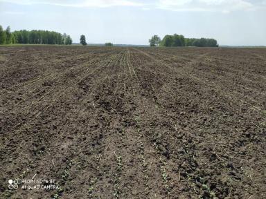 Вопросы из чатов: загущены ли посевы льна?