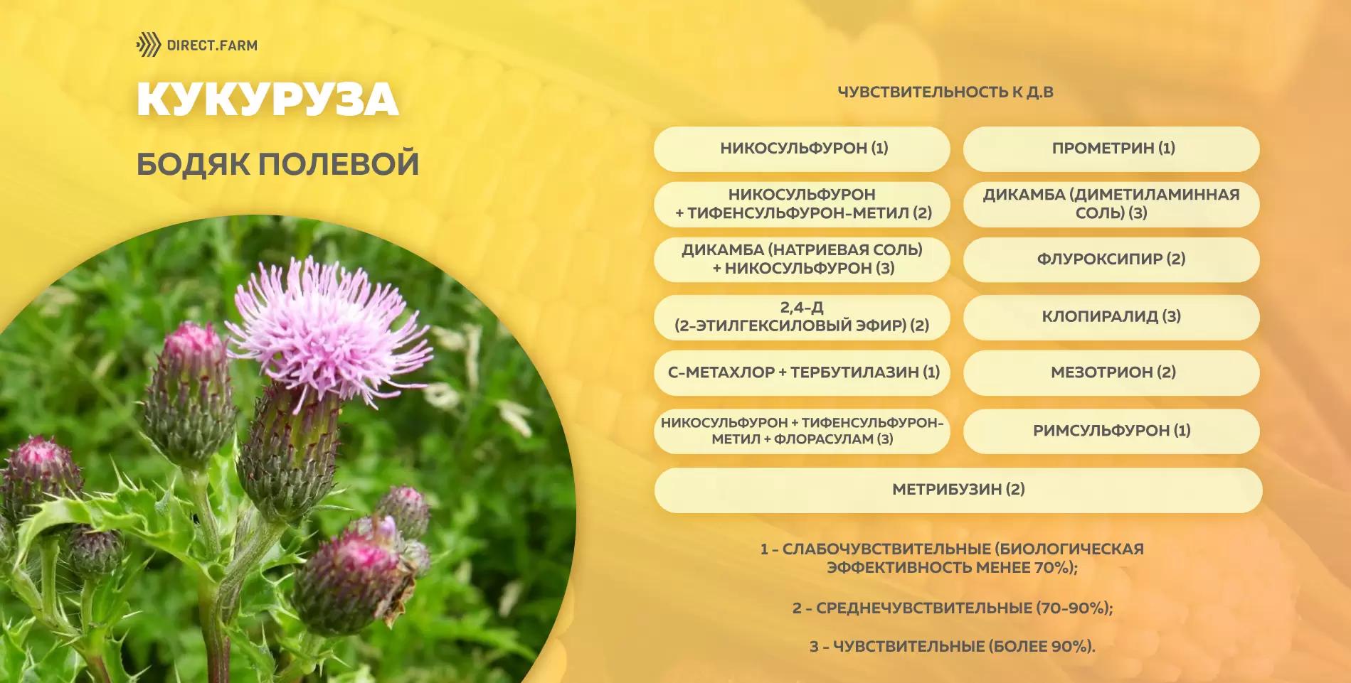 Шпаргалка чувствительности бодяка полевого к д.в. гербицидов