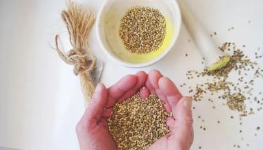 Сорта технической конопли