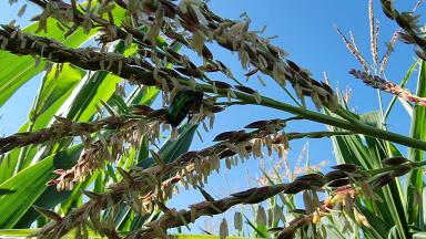 Вредители кукурузы. Мониторинг за лётом чешуекрылых.