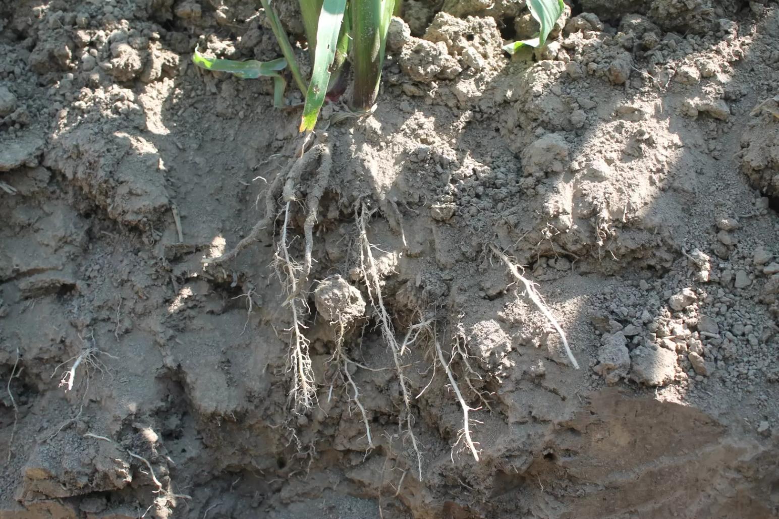 Роль почвенной биоты в снижении риска фосфорного голодания