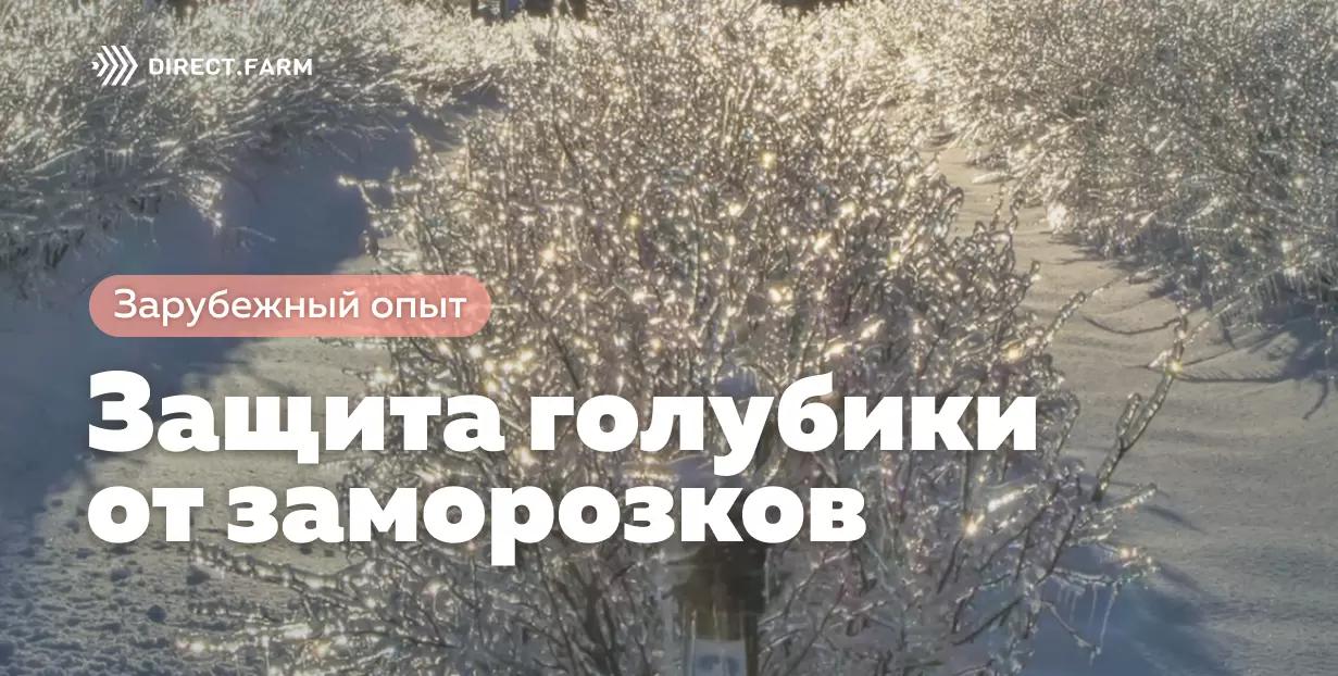 Защита голубики от заморозков
