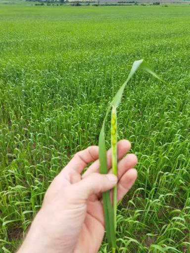 Вопросы из чатов: стоит вносить селитру?