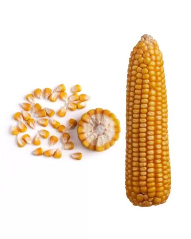 Золотой початок 147 МВ