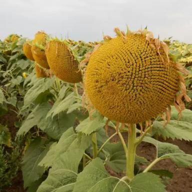 МАС 87. ИР подсолнечник