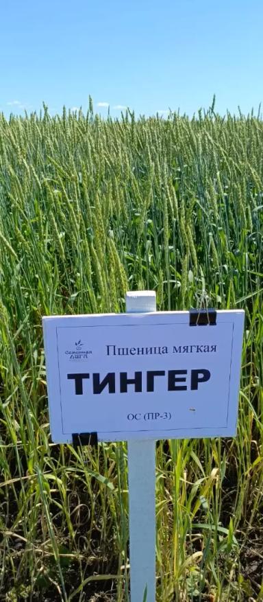 Семенная Лига реализует оригинальные семена зерновых и зернобобовых культур