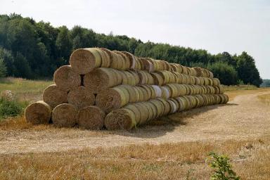 Солома: ячменная, пшеничная 2025 года