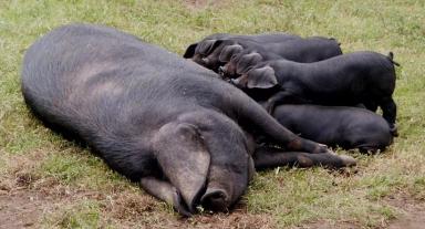 Корнелл (корнуэльская, крупная черная) – порода свиней