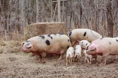 Глостерширская пятнистая – порода свиней