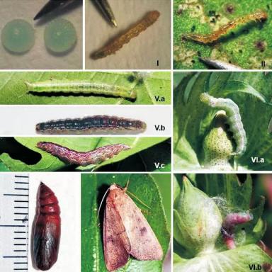 Хлопковая совка