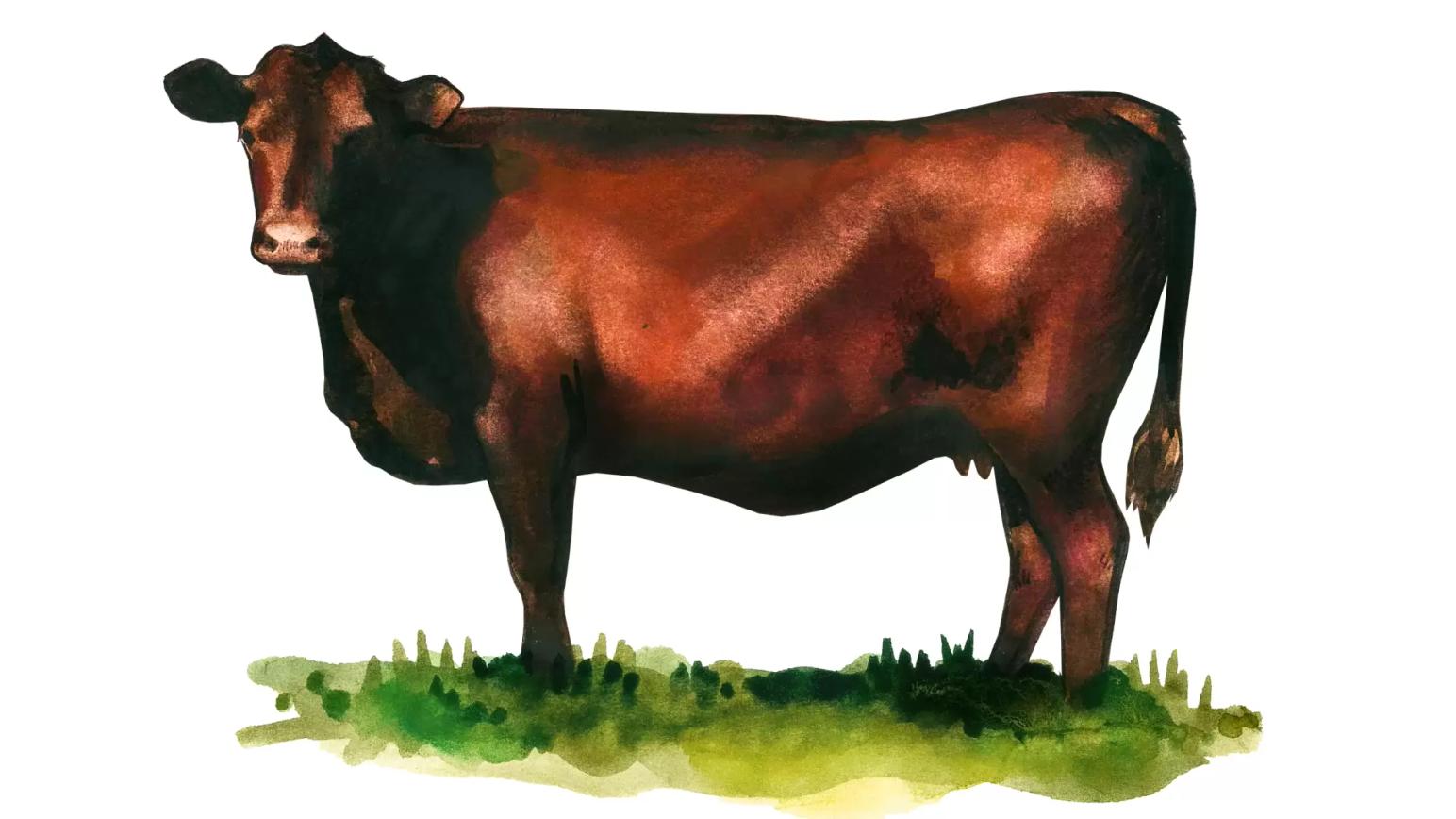 Год красной коровы. Айширы тёмные красные корова.