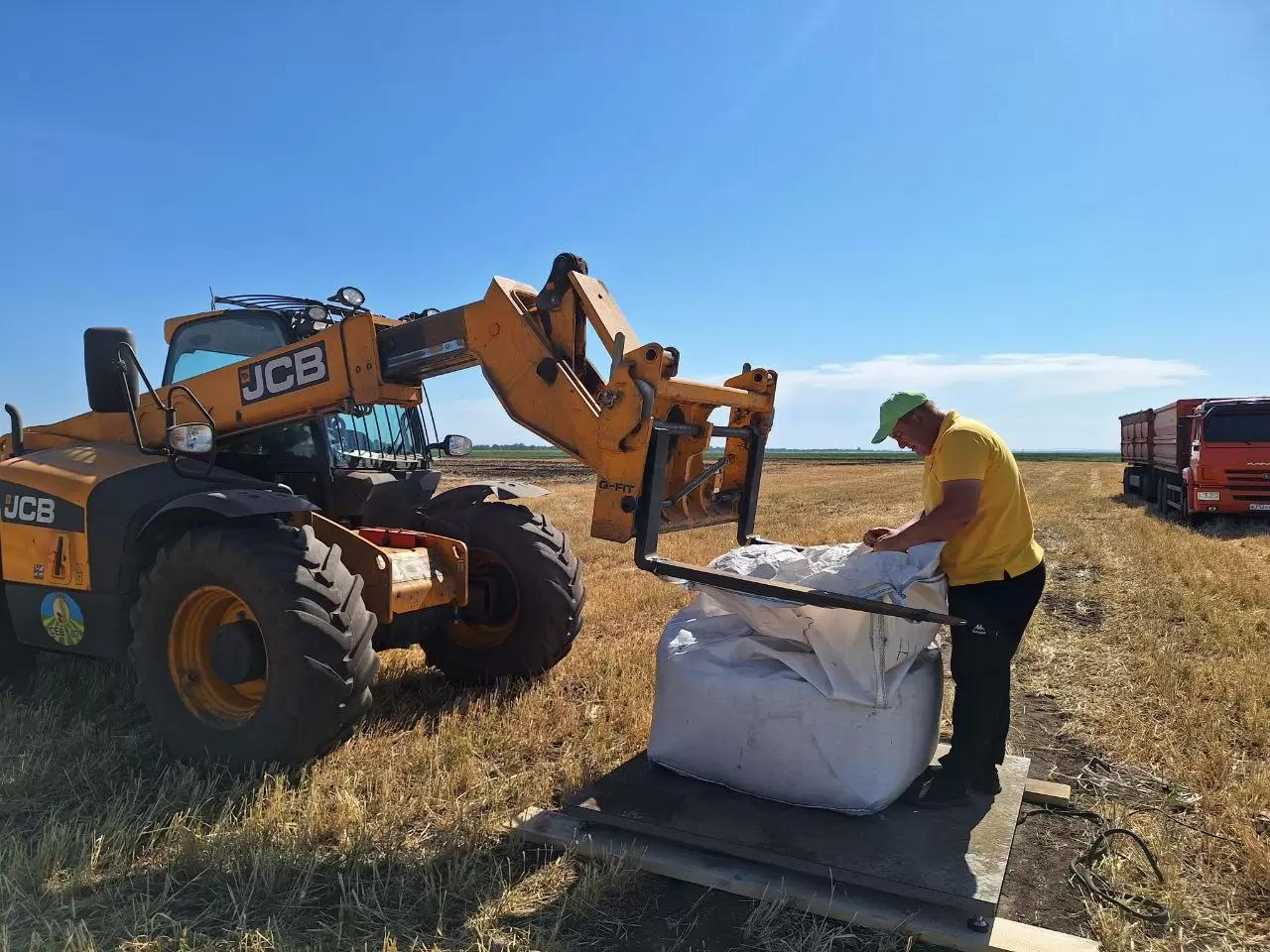 Пшеница завершила дистанцию на орошении и богаре на Агрополигоне "Приволжье"