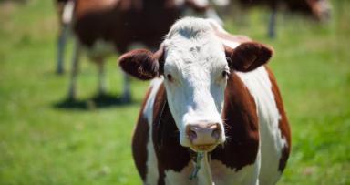 «Специалист по зоотехнии» объемом 516 часов