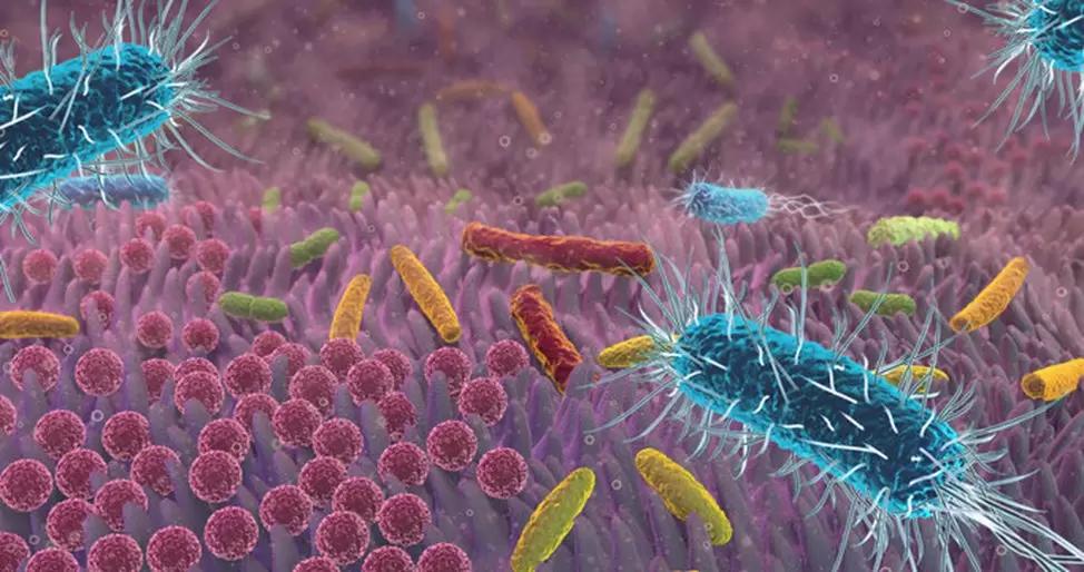 Альтернатива антибиотикам и стимуляторам роста.