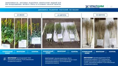 Жидкие удобрения МикроСолар Жидкий Бор и МикроСолар Жидкий Цинк. Опыты