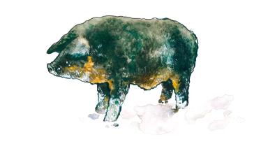 Мангалица (мангал) – порода свиней