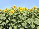 Джинн ®  - сорт подсолнечника (Helianthus annuus L.).