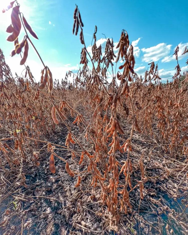 СОЯ - КАК ПОЛУЧИТЬ 36 Ц/ГА или ОПЫТЫ С МЕЖДУРЯДЬЕМ