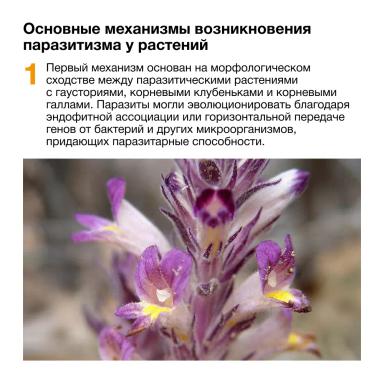 🌻 Как заразиха отбирает жизненные силы у подсолнечника?