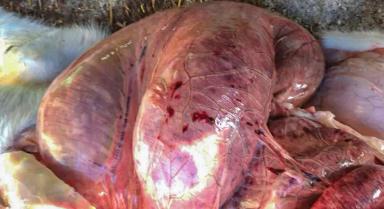 Воспаление и язвы сычуга