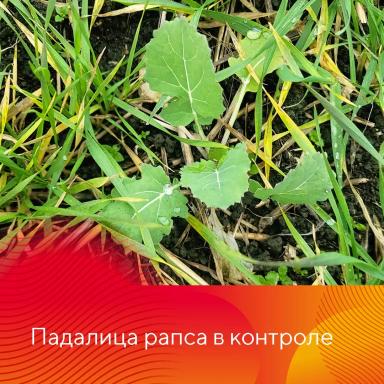 Результаты осенней обработки озимых гербицидами Форкаст® и Лазурит® Ультра
