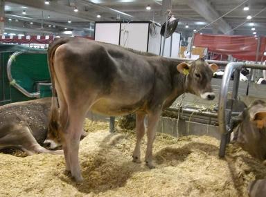 Brune (French Brown)