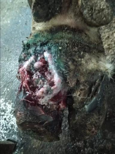 Протокол лечения копытной гнили