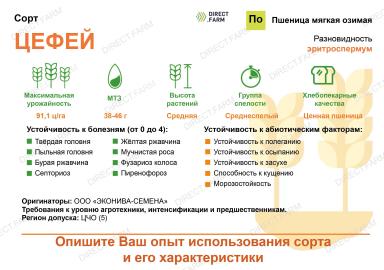 Цефей ® сорт мягкой озимой пшеницы Эко Нива