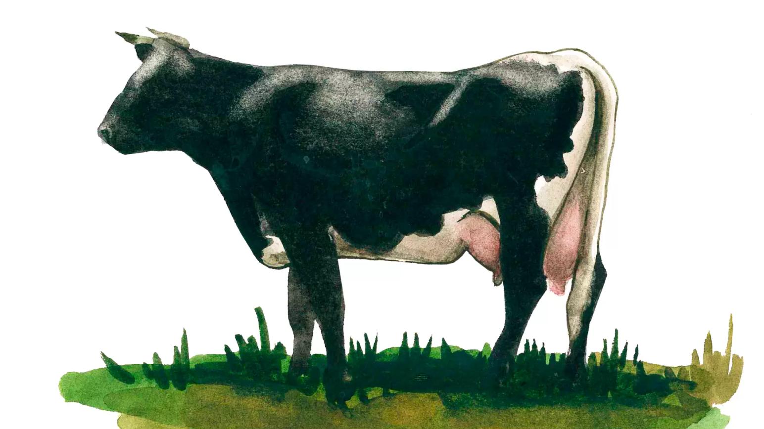 Глостер - порода коров