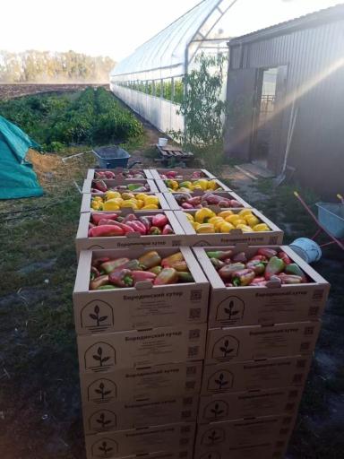 Как выращивали болгарский перец