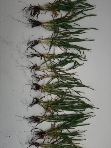 Весеннее кущение сортов центральной полосы