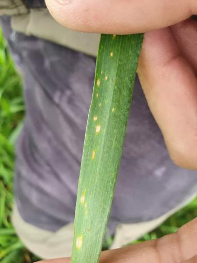 Вопросы из чатов: пиренофороз ли?