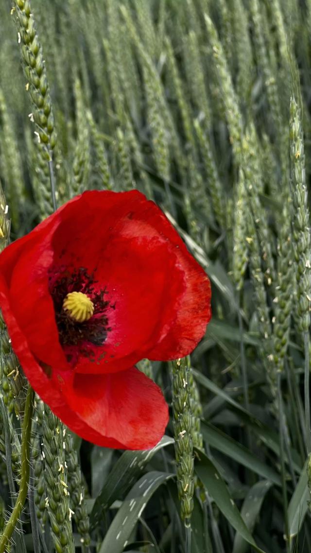 Теперь так редко встретишь маки в пшенице