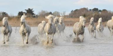 Камаргская порода лошадей (камаргу)