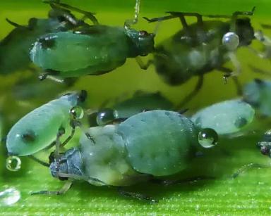 Кукурузная тля