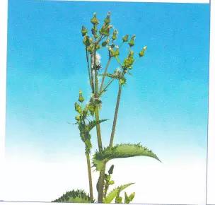 Осот полевой