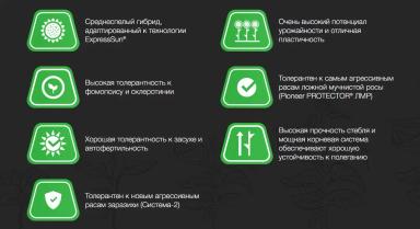 П 64 ЛЕ 99 - гибрид подсолнечника Пионер