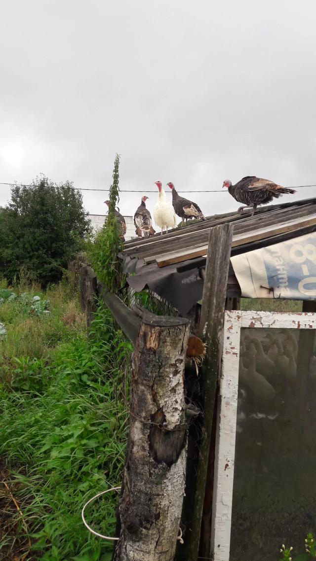 новости с фермы