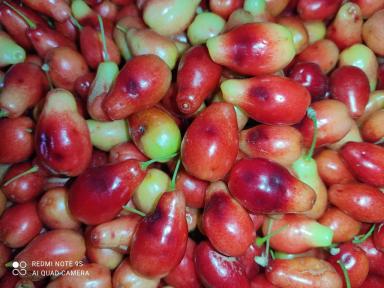 Причины болезни кизила 