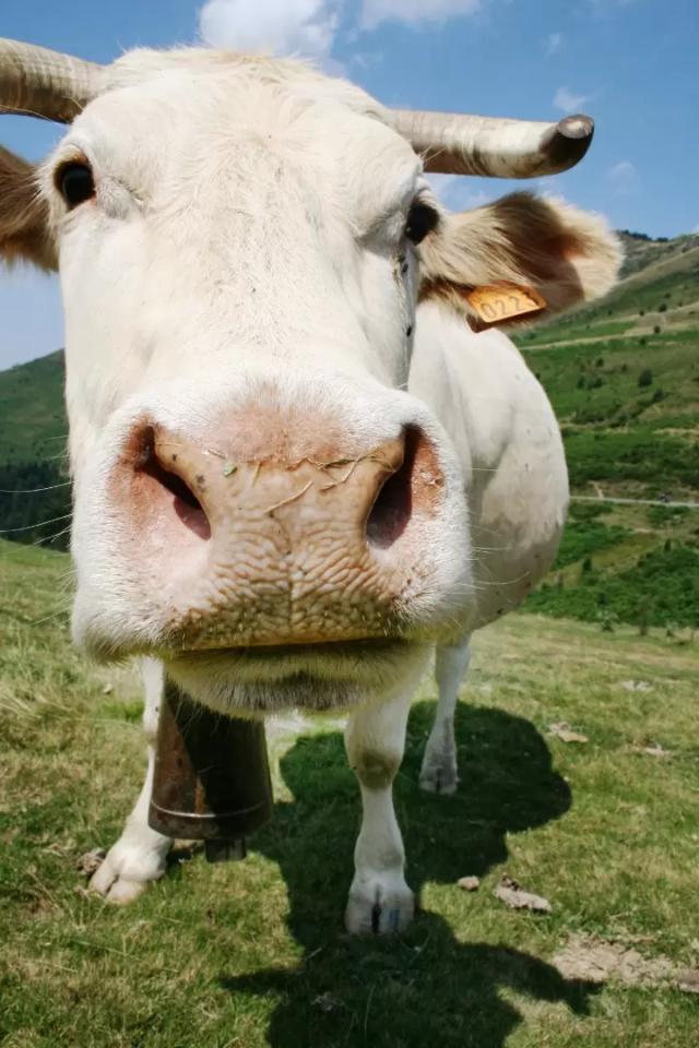 Покажу вам корову за деньги