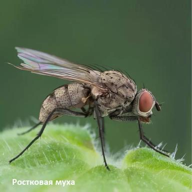 Основные вредители кукурузы: признаки поражения и методы защиты