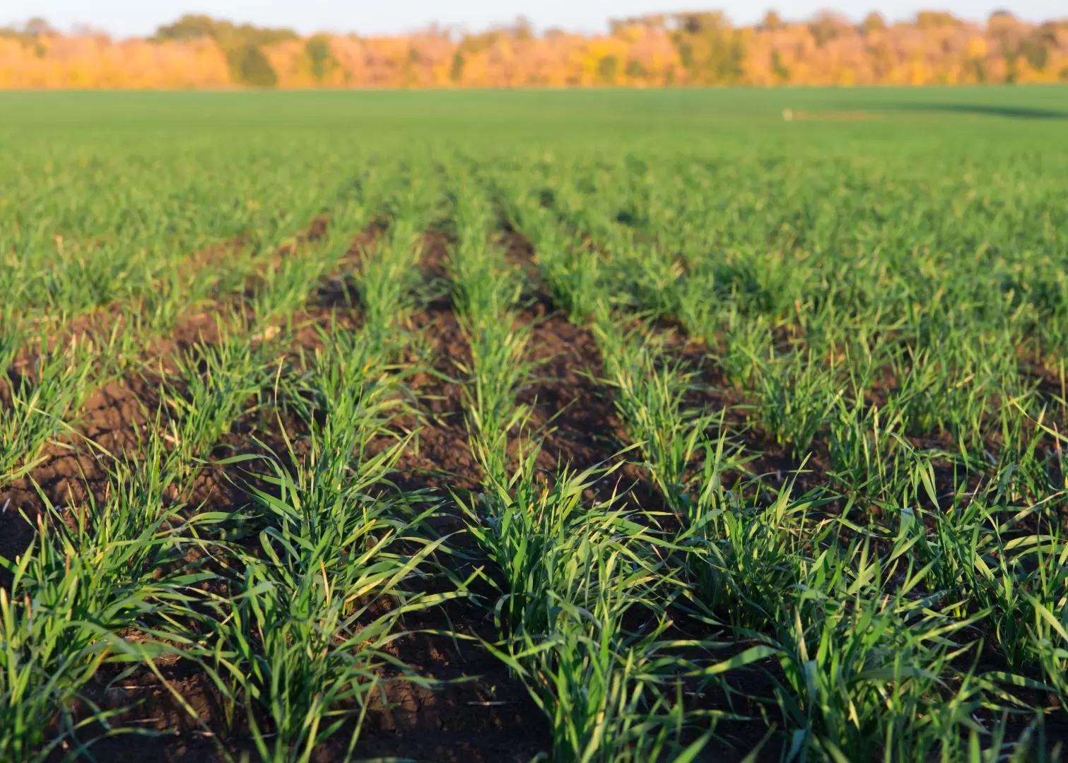 Осенние гербициды