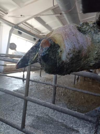 Ампутация пальца у коровы